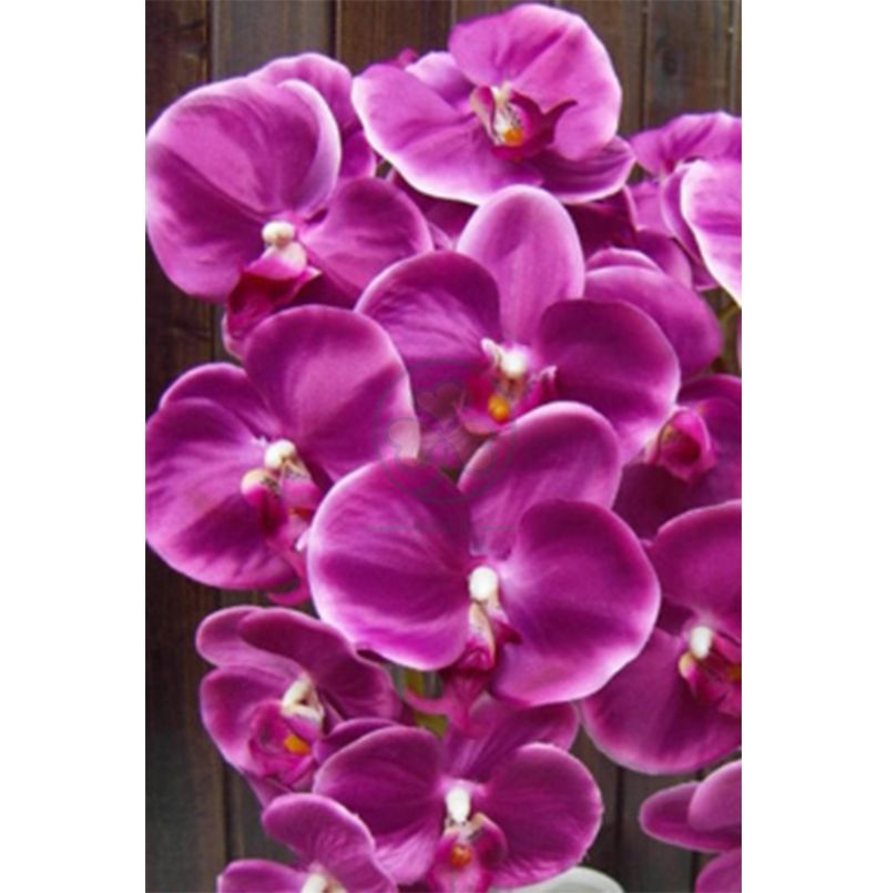 Wholesale Factory Real Touch Latex Flower Artificial Orchid for Wedding Decoration SL-CD2212AWFD